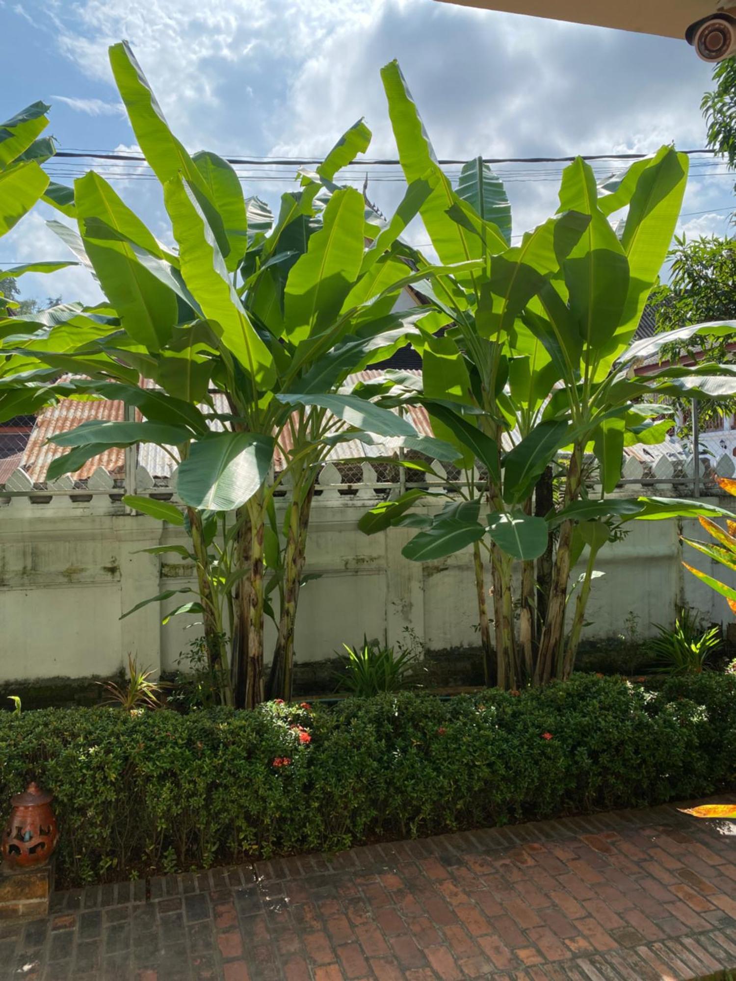 Luang Prabang Residence & Travel Eksteriør billede